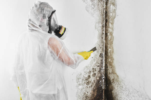 Why You Should Choose Our Mold Remediation Services in Salunga, PA