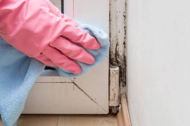 Best Mold Removal for HVAC Installations  in Salunga, PA